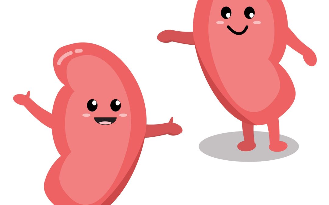 Two healthy and happy kidneys