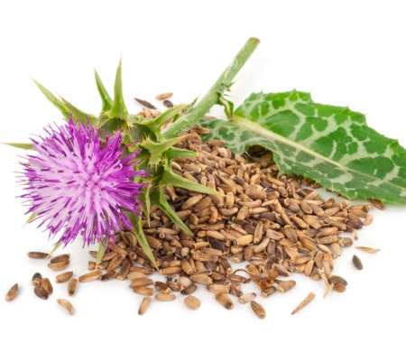 How To Boost Your Body’s Health With Milk Thistle